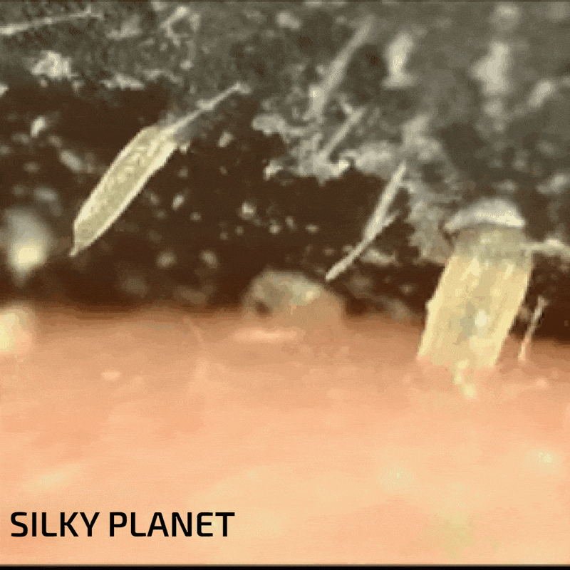 Del av skönhetsrutinen: Silky Planet Aktivkholestrips för regelbunden djuprengöring